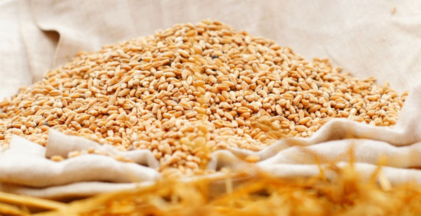 Wheat Hard from 우크라이나 supplied by LLC FORNAX AGRO UKRAINE - 소맥