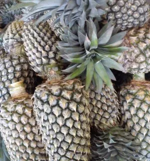 ORGANIC FRESH PINEAPPLES from South Africa supplied by SKE HOLDINGS INTERNATIONAL - Golden Yellow Fresh Pineapple