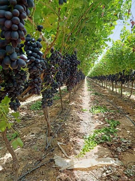 Grape from 이집트 supplied by Alharameen for export&import - Green (=Unripe=Sour) 신선 포도