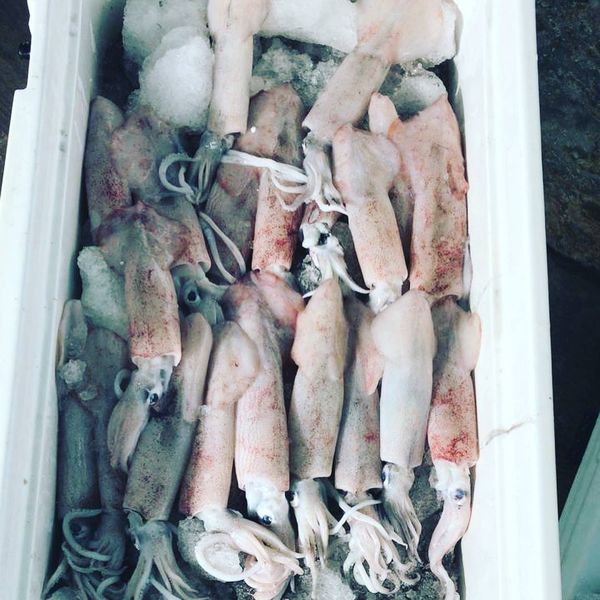 Squid from United States supplied by Sinister Ballyhoo - Whole Frozen Squid