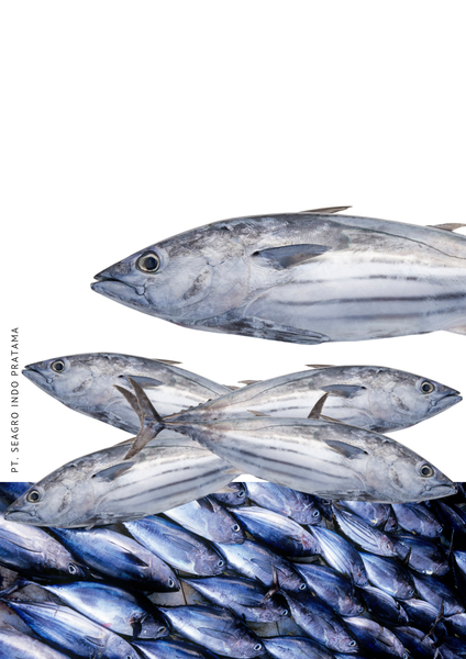 Frozen Skipjack Tuna from 인도네시아 supplied by PT. Seagro Indo Pratama - Fresh (=Chilled=Raw) 냉동 가다랑어