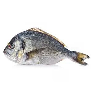 Wild Bream from 그리스 supplied by MYTIKAS SA - Whole (=In The Round) 냉동 도미