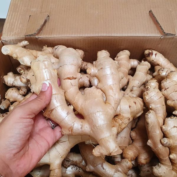 Ginger from Spain supplied by Frutas Hernara SL - Brown - Light Brown Whole Ginger
