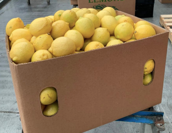 LEMON EUREKA from 멕시코 supplied by ICH BUENISIMA PRODUCE S.A. DE C.V. - First Quality - Yellow 신선 레몬