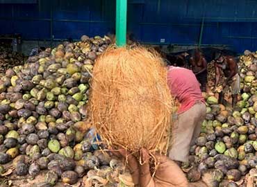 Coconut from 인도 supplied by Season Exports - Desiccated 기타 신선 코코넛