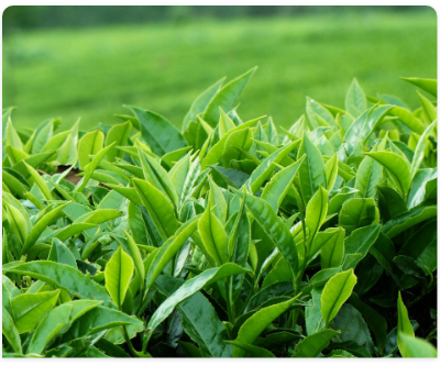 White Tea from 케냐 supplied by Afribridge Trade Exporters Ltd - 건조 백차