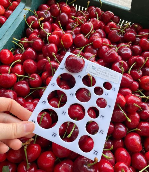 Sweet Cherry from 튀르키예 supplied by Alya Meyve - Dark Red 신선 체리