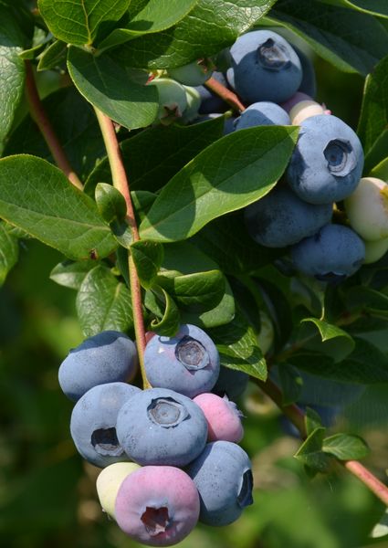Fresh Blueberry from 폴란드 supplied by Baltic Berry Sp. z o.o. - Highbush - Early Blue (=Earliblue=Earlyblue) 신선 블루베리