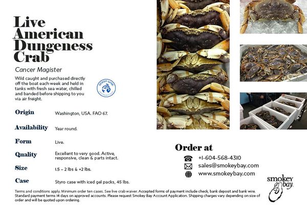 Live Dungeness Crab from Canada supplied by Smokey Bay Seafood Group - Dungeness Crab (=Metacarcinus magister=Cancer magister=Dungeness Rock Crab) Frozen Crab