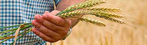 Wheat from 루마니아 supplied by Cerealcom - Whole 소맥