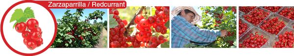 Red Currant from Chile supplied by EXPAFRUIT SPA - Red Currant