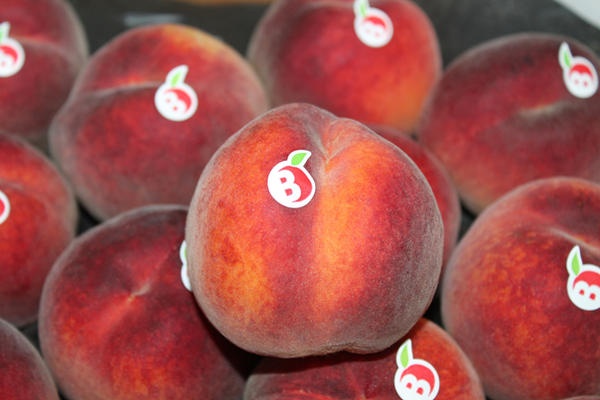 Peaches from 모로코 supplied by DOMAINES AGRICOLES BENZIT - AA 신선 복숭아