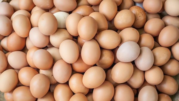 Eggs from 남아프리카공화국 supplied by Heidel Eggs - Fresh 달걀