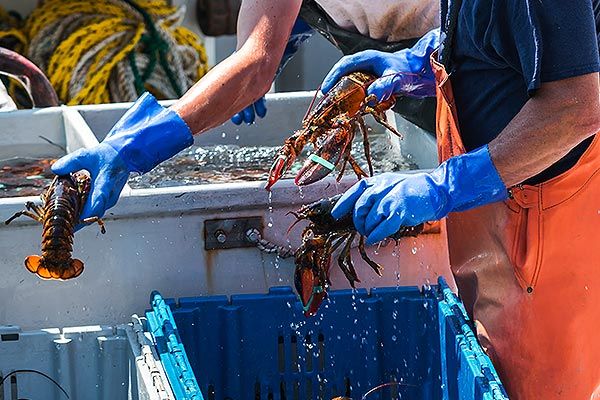 Fresh Lobster from United States supplied by Ocean Direct LLC - Whole Fresh Common Lobster