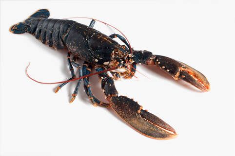 European Blue Lobster from Ireland supplied by McBride Fishing - European Lobster (=Homarus gammarus=Blue Lobster) Fresh Common Lobster