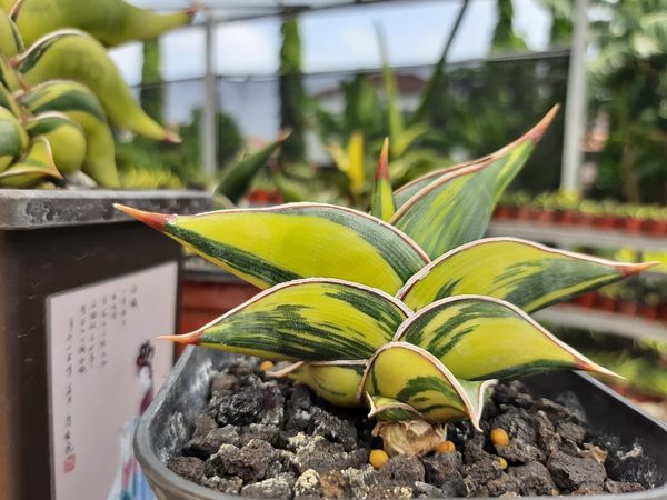 Sansevieria / Snake Plant from 인도네시아 supplied by tropic plant shop - 기타 상품