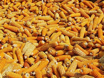 Corn from Ukraine supplied by “Slavyanskoe-5” Ltd - Yellow Maize (Corn)