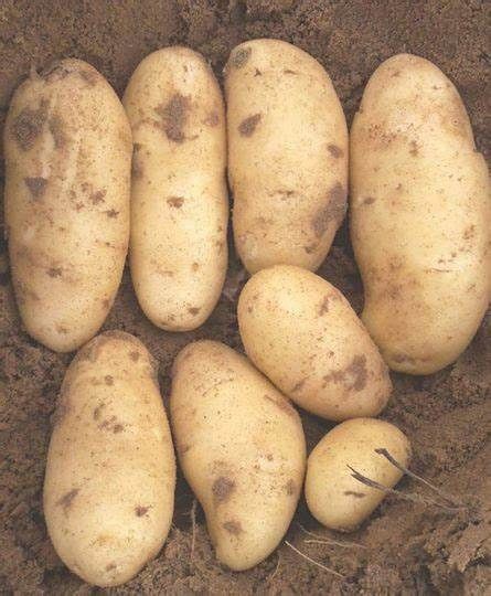 Fresh Potato from Israel supplied by R.A.N. Fresh Produce Ltd. - Fresh (=Chilled) Fresh Common Potato