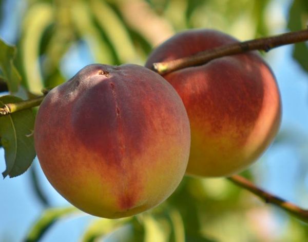 Fresh Whole Peach from 그리스 supplied by GAIA COOP. OF CONS. PROD. SYN.PE. - Whole 신선 복숭아