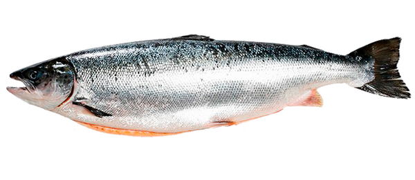 Fresh Salmon from 포르투갈 supplied by Peixovar - Fish Trade, Lda - Whole (=In The Round) 연어