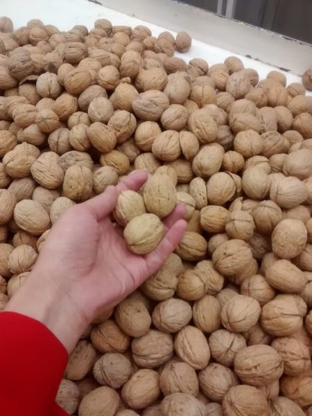 Walnuts, extra light (in-shell & shelled) from 칠레 supplied by Nativa Traders - Exporting extra-light walnuts from Chile - Kernel 생호두