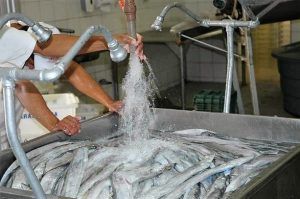 Ribbonfish (Trichiurus lepturus) from Australia supplied by Wild Oceans Pty Ltd - Trichiurus lepturus Other Cod Family Fishes