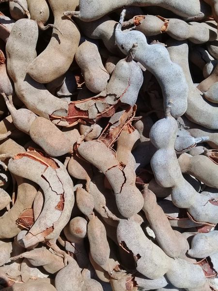 Fresh Tamarind Indonesia from 인도네시아 supplied by Wonder Tamarind Company - Raw 신선 타마린드