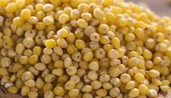 Millet from United States supplied by Red River Commodities, Inc. - Hulled Millet