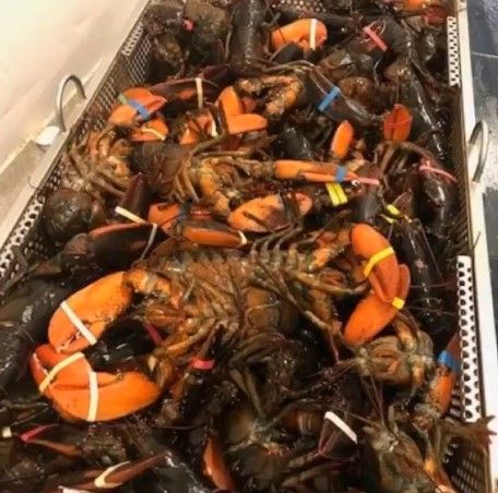 Cooked Lobster from 벨기에 supplied by Gadus - Modified Atmosphere Packaging (=MAP) 신선 랍스터