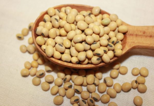 Soy from Ukraine supplied by LLC “Krupinka SVS” - PP Bags (50kg) Soybean