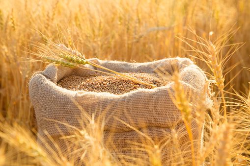 Rye from Czechia supplied by Agrodruzstvo Lhota pod Libcany - For Food Rye