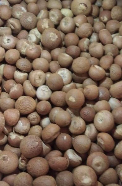Dried Betel nut from Myanmar [Burma] supplied by Unique Storms Company Limited - Unspecified Areca Nut
