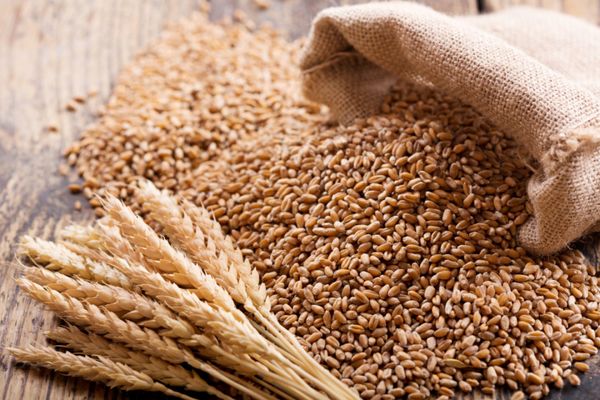 Wheat from 인도 supplied by INDRAPRASTH FOODS LTD. - Whole 소맥