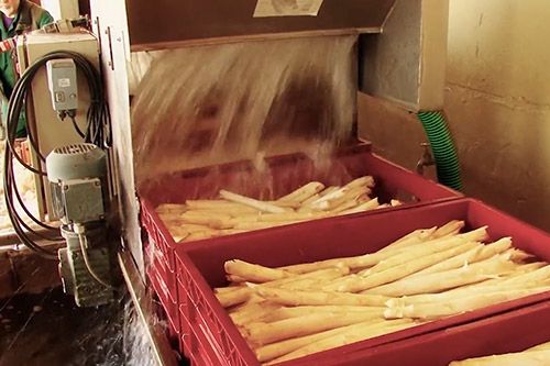 Fresh Asparagus from 독일 supplied by AgriCo Lindauer Naturprodukte AG - Cut 신선 아스파라거스
