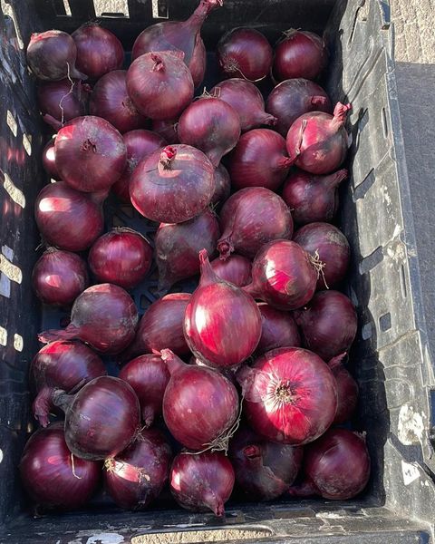Onion from 영국 supplied by Veg UK Ltd - Ground (=Crushed=Cracked) 신선 양파