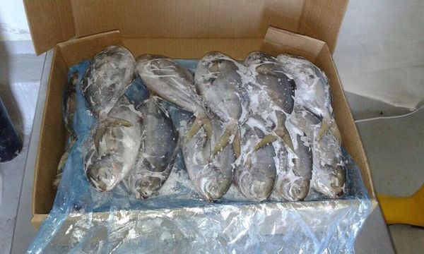 Frozen Pompano from 중국 supplied by Guangdong Gourmet Aquatic Products - Whole (=In The Round) 냉동 폼파노