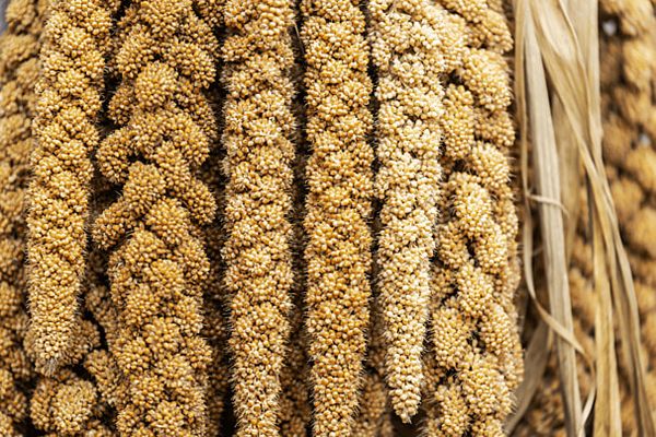 hulled millet from United States supplied by CHS Sunflower - Hulled Millet