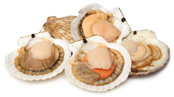 Scallops from 미국 supplied by Southwind Foods, LLC - Whole (=In Shell=Unshucked) 냉동 가리비