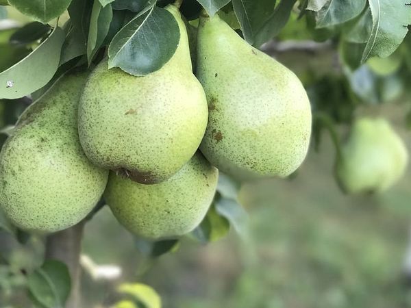 Pear from Portugal supplied by Cermouros, Lda - Green Fresh Pear