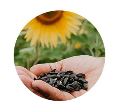 Sunflower Seed from 슬로바키아 supplied by Slovtrip - Whole 해바라기 씨