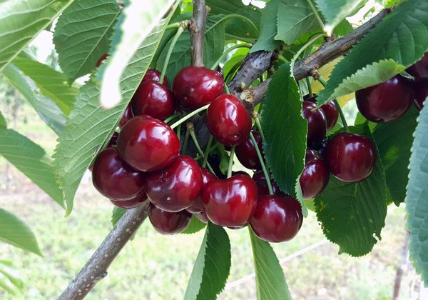 Cherries from Moldova supplied by Fructolinia SRL - Dark Red Fresh Sweet Cherry