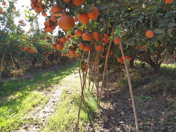 Nadorcott from Morocco supplied by Ennea Trophi - Nadorcott (=Afourer) Fresh Mandarin