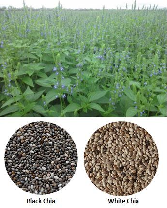 Chia Seed from United States supplied by Andean Grain - Black Varieties Chia Seed