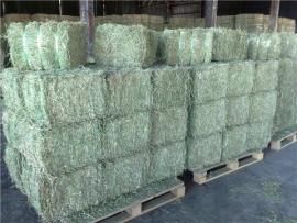 Alfalfa Hay from South Africa supplied by ROMAR TRADE PTY LTD - No. 1 Alfalfa