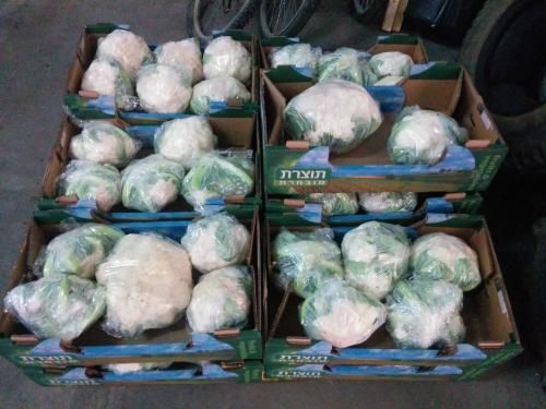 Cauliflower from Israel supplied by Etzion Field Corps - Mature Cauliflower Fresh Cauliflower