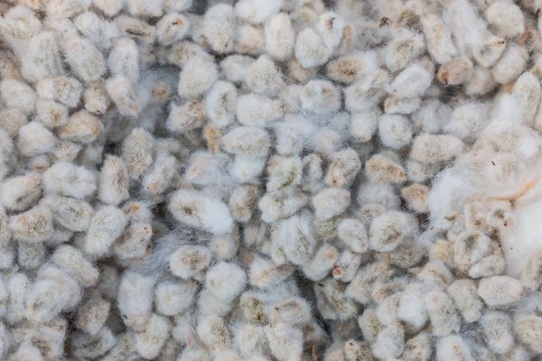 Greek Cotton Seed from 그리스 supplied by Kafantaris - Papakostas S.A. - Dried 목화 씨
