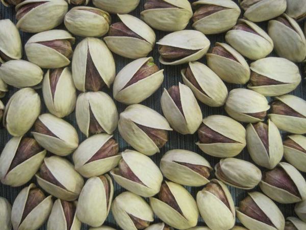 Pistachio from 이란 supplied by Kerman Happy Nut Export Co. - In-shell 피스타치오 알맹이