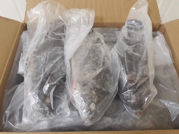 Frozen fish from 인도네시아 supplied by PT. SATYA TRINADI KOMIRA PERKASA - 10kg Polybag with Carton 냉동 틸라피아
