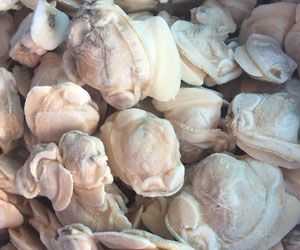 Frozen Boiled Clams from 중국 supplied by Dandong  Hailufeng  Trading Co.,Ltd - Boiled 냉동 조개