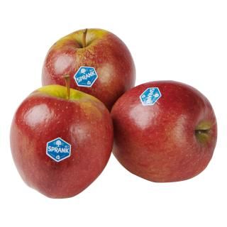 Apple from Netherlands supplied by Vogelaar Vredehof - Red Boskoop (=Rode Boskoop=Rode Goudreinette=Red Goudreinette=Boskoop rouge=Roter Boskoop) Fresh Apple